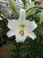 [4555 VH31 No02.JPG]